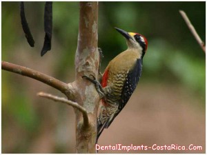 black-cheeked-woodpecker-costa-rica