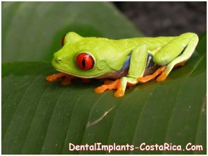 Red Eyed From - Costa Rica