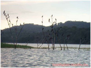 Birds resting on a tree - Costa Rica