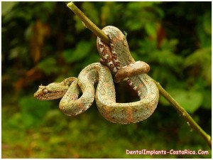 Bocaraca Snake in Costa Rica
