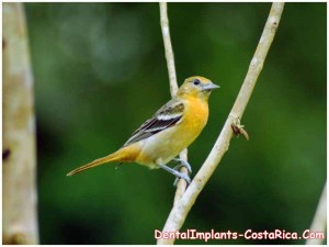Baltimore Orille in Costa Rica