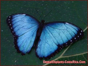 Blue Morpho Butterfly