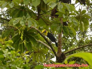 Corcovado National Park is home to Chestnut Mandibled Toucan