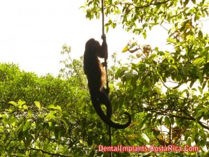 Howler monkey found in Tortuguero National Park